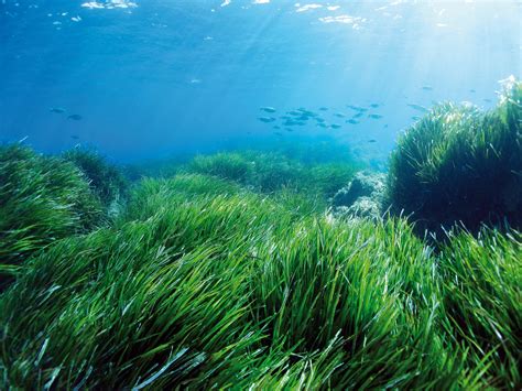 водоросли живе индикаторы чистоты моря
